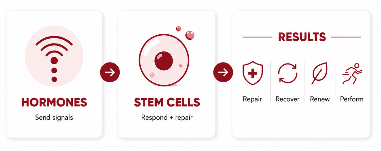 1hormones_and_stem_cells_work_together.png