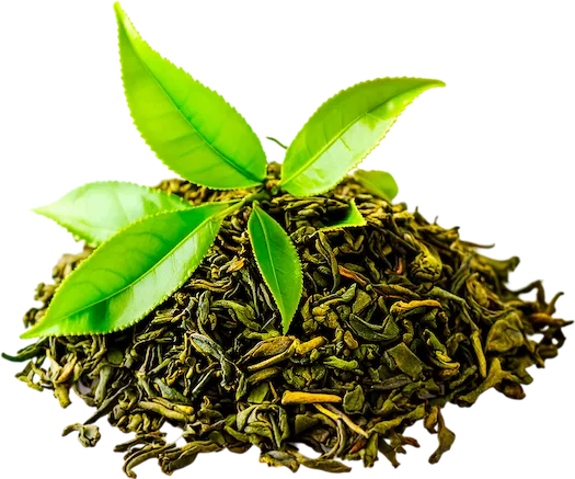 Green Tea Extract